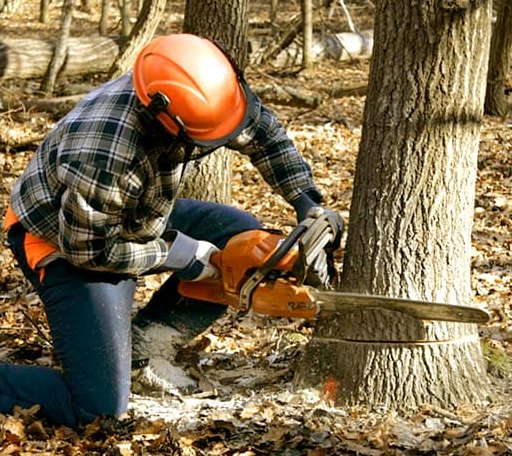 Tree Removal in Gilbertsville, KY